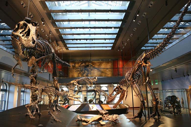 Você verá numerosos esqueletos de dinossauros!