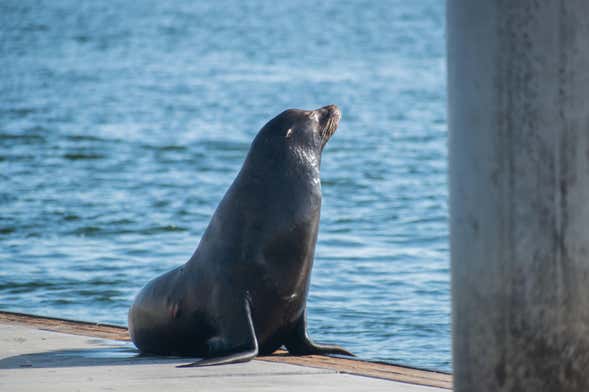 Caiaque com leões-marinhos em Marina del Rey
